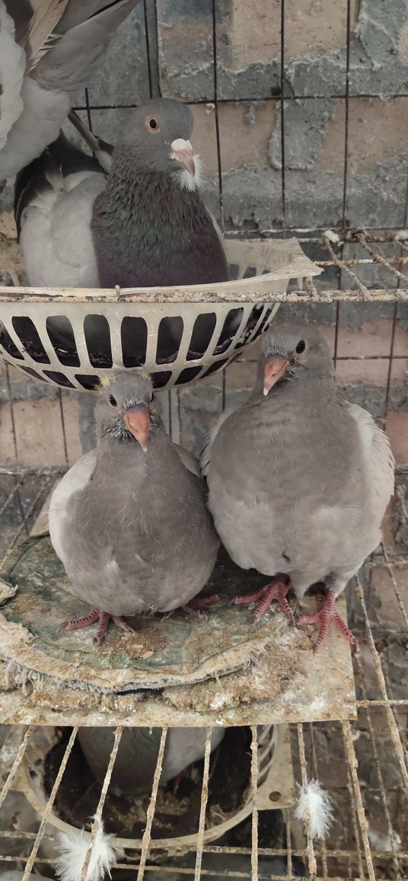 贵州肉鸽养殖基地