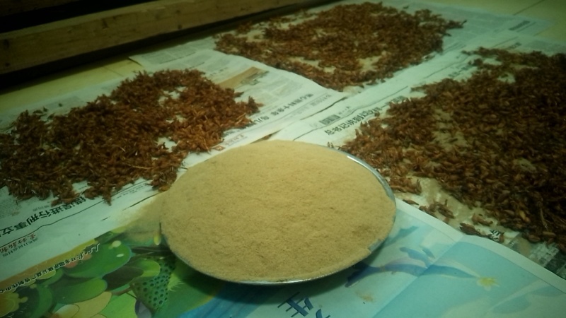 产地供应乌红杂交花粉天麻蒴果