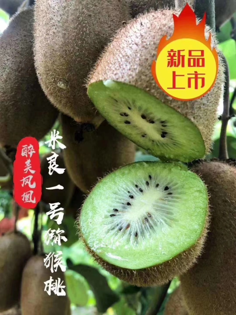 绿心猕猴桃《米良一号》湖南湘西凤凰产地，全国发货