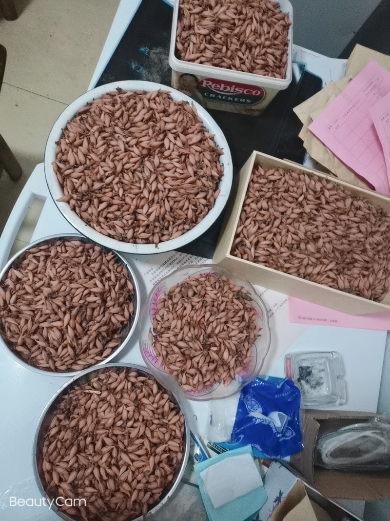 产地供应乌红杂交花粉天麻蒴果