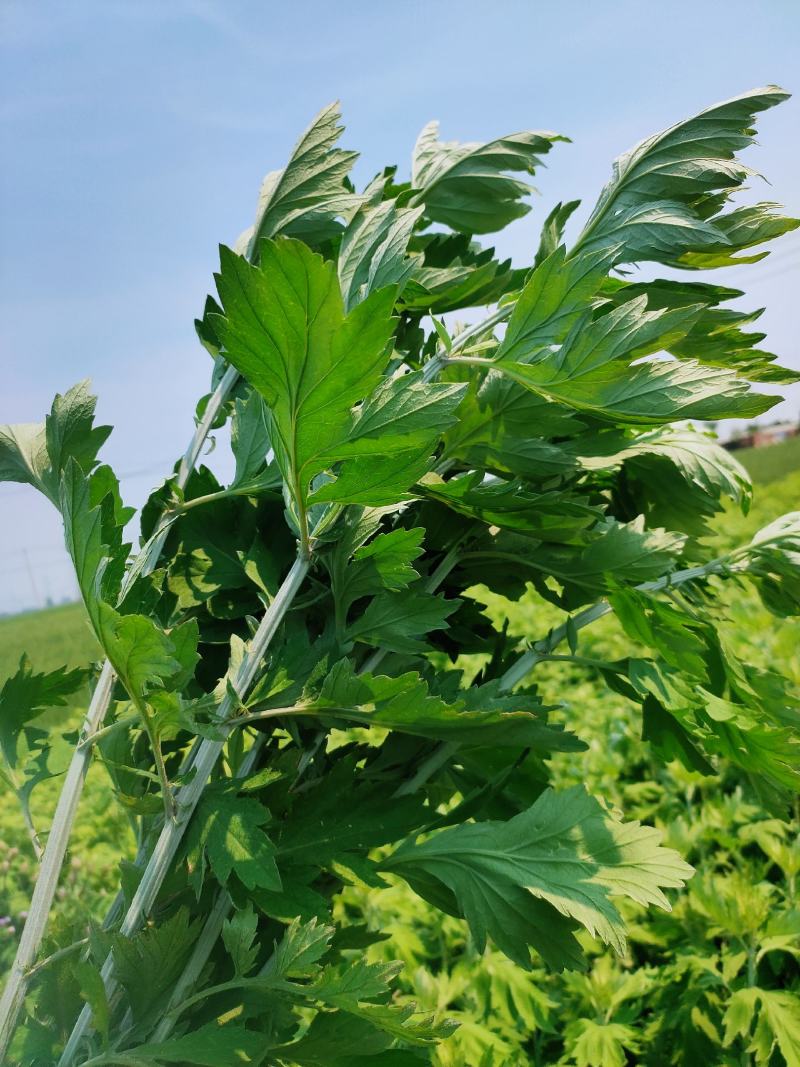 端午节倒挂鲜艾草挂门艾草泡脚洗澡（择优发货）现采速发