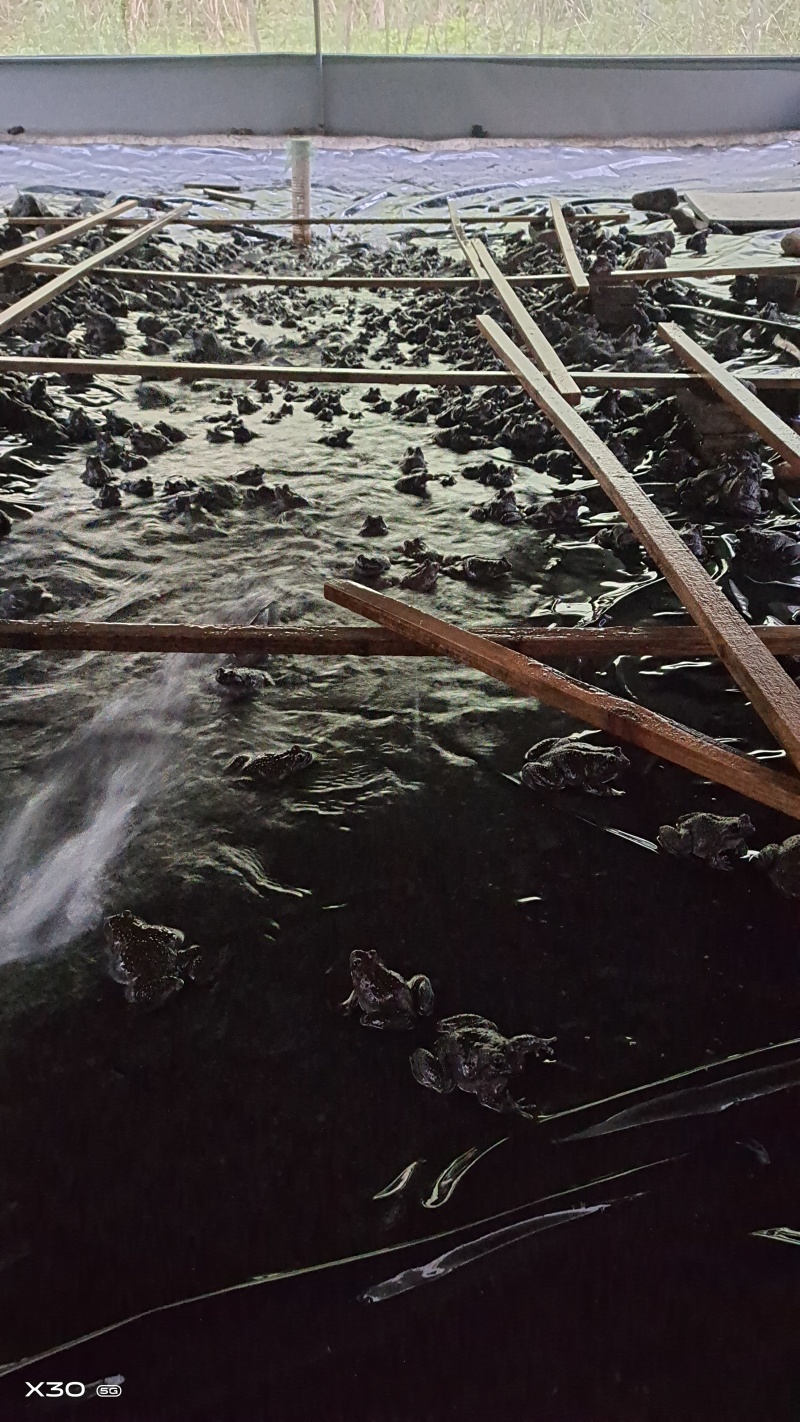 石蛙深山鲜活大山蛙月子补品学走路佳品，可视频看货