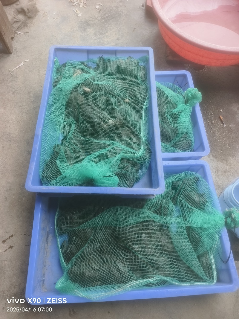 石蛙深山鲜活大山蛙月子补品学走路佳品，可视频看货