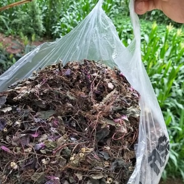 风柜斗草