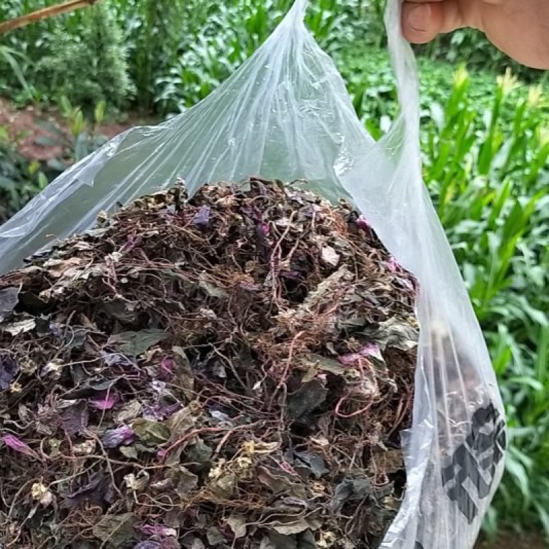 风柜斗草