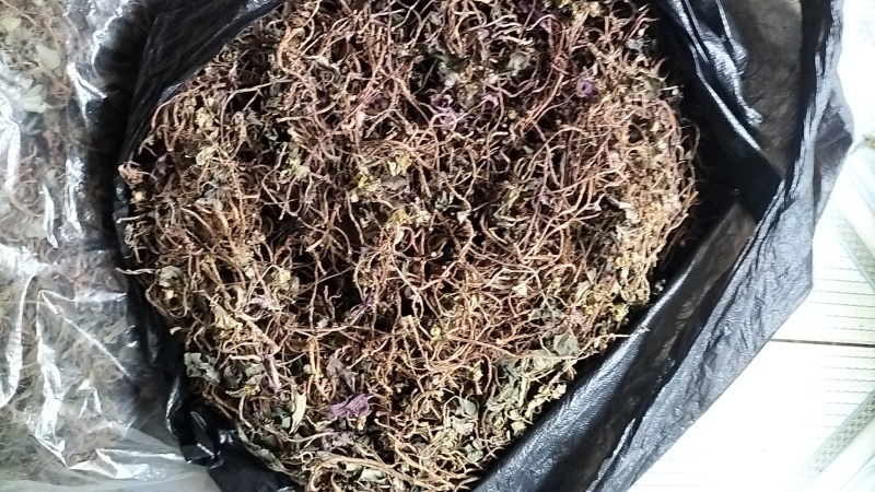 风柜斗草