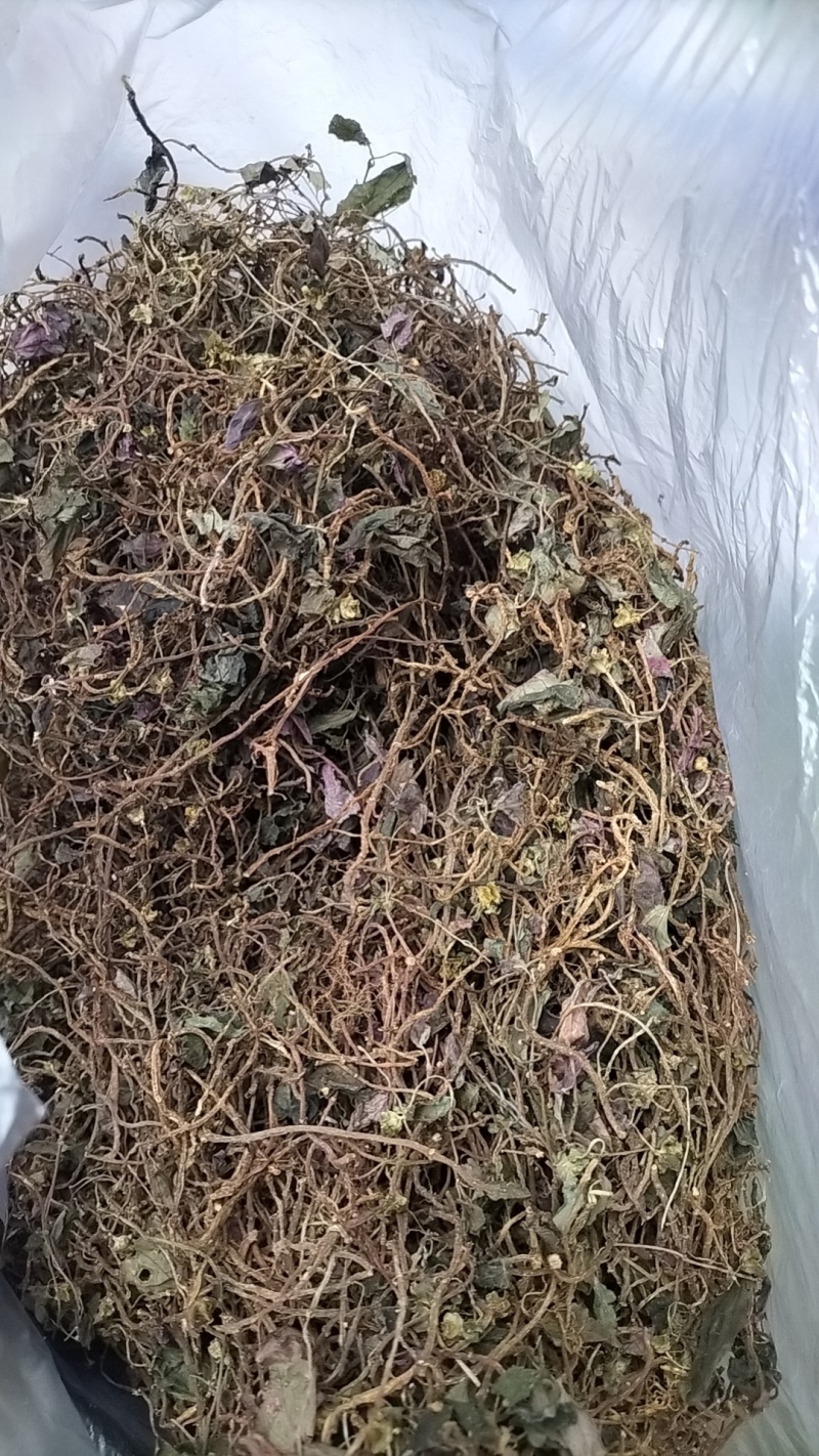风柜斗草