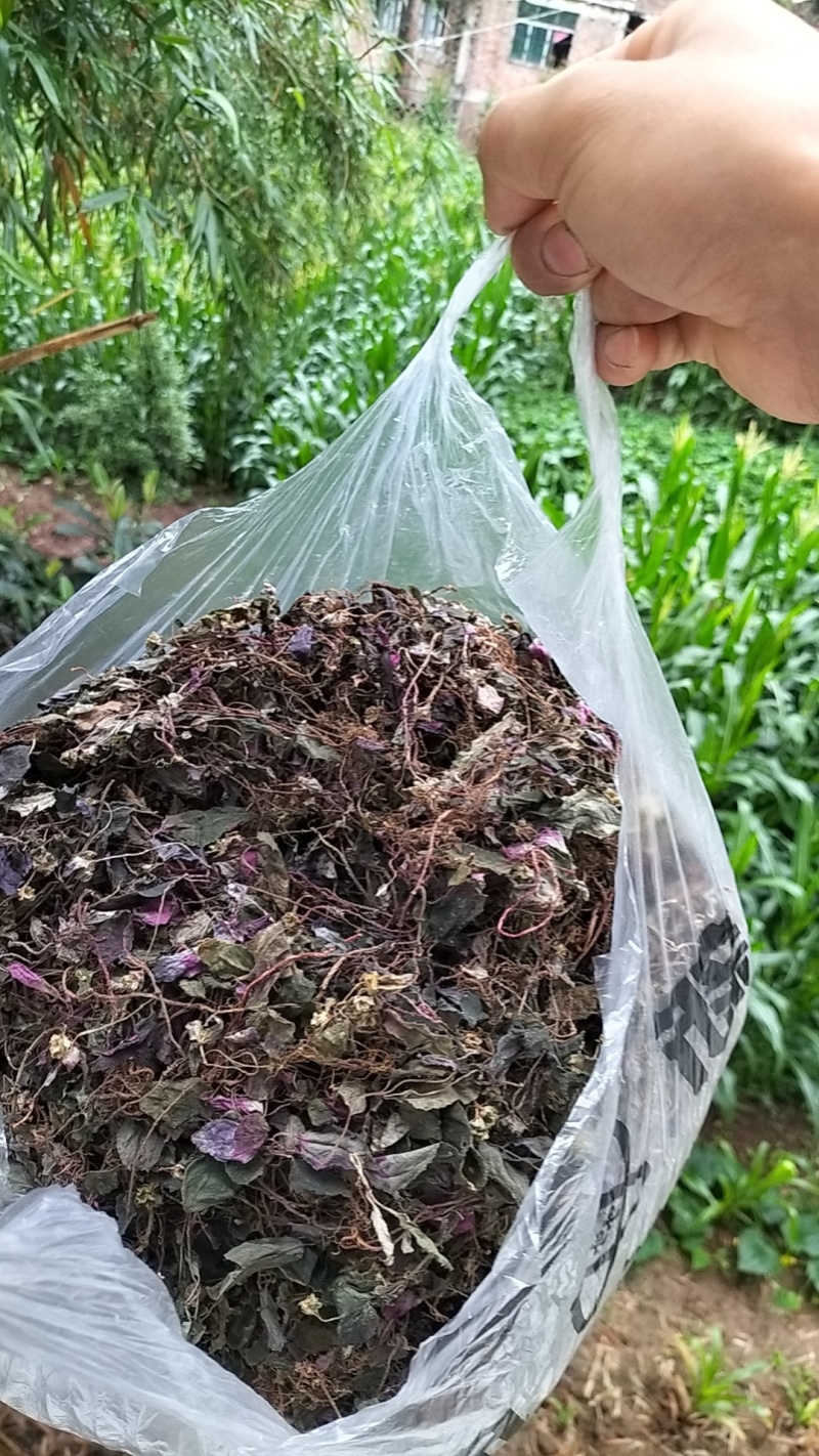 风柜斗草