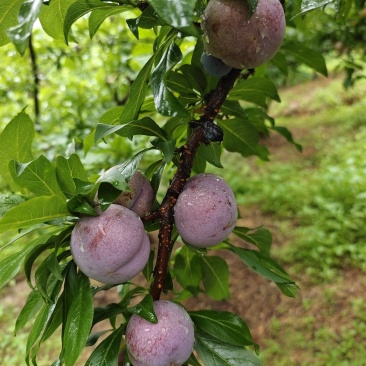 三华李