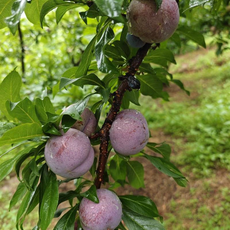 三华李