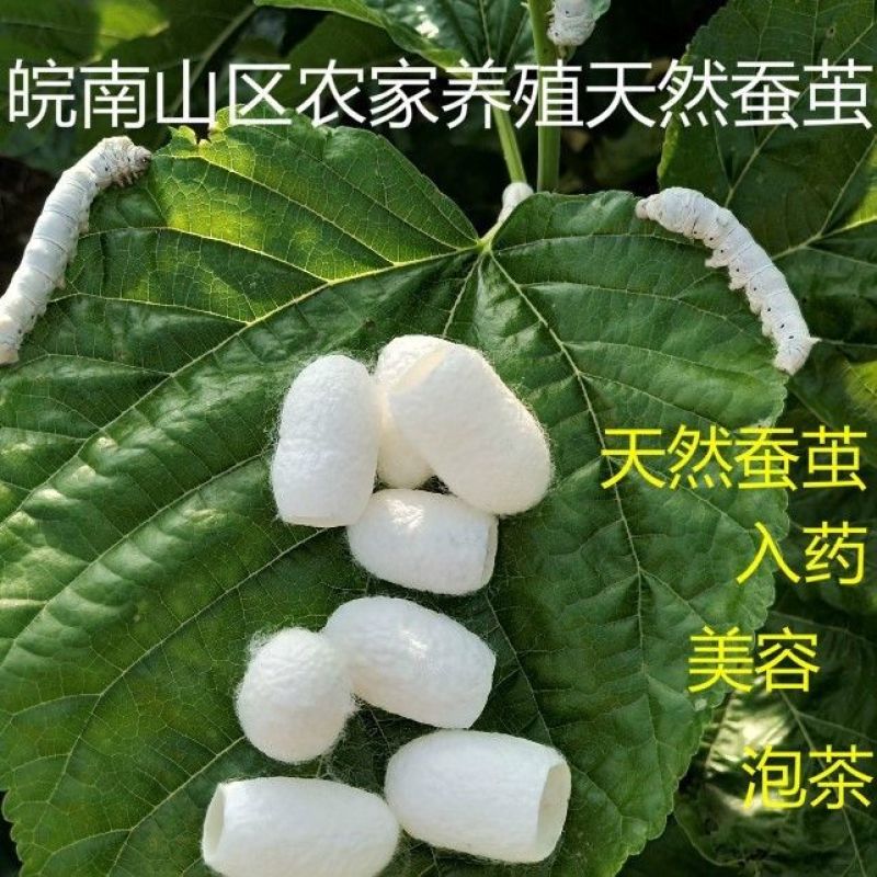 蚕茧蚕衣天然干货无杂质2斤起包邮量大优惠