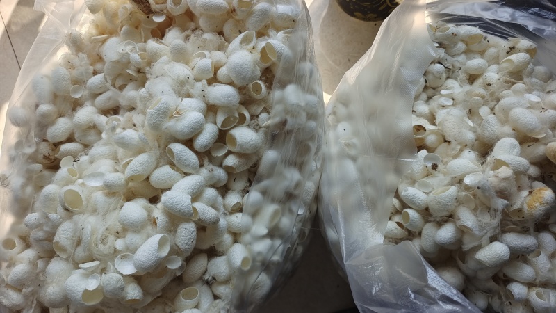 蚕茧蚕衣天然干货无杂质2斤起包邮量大优惠