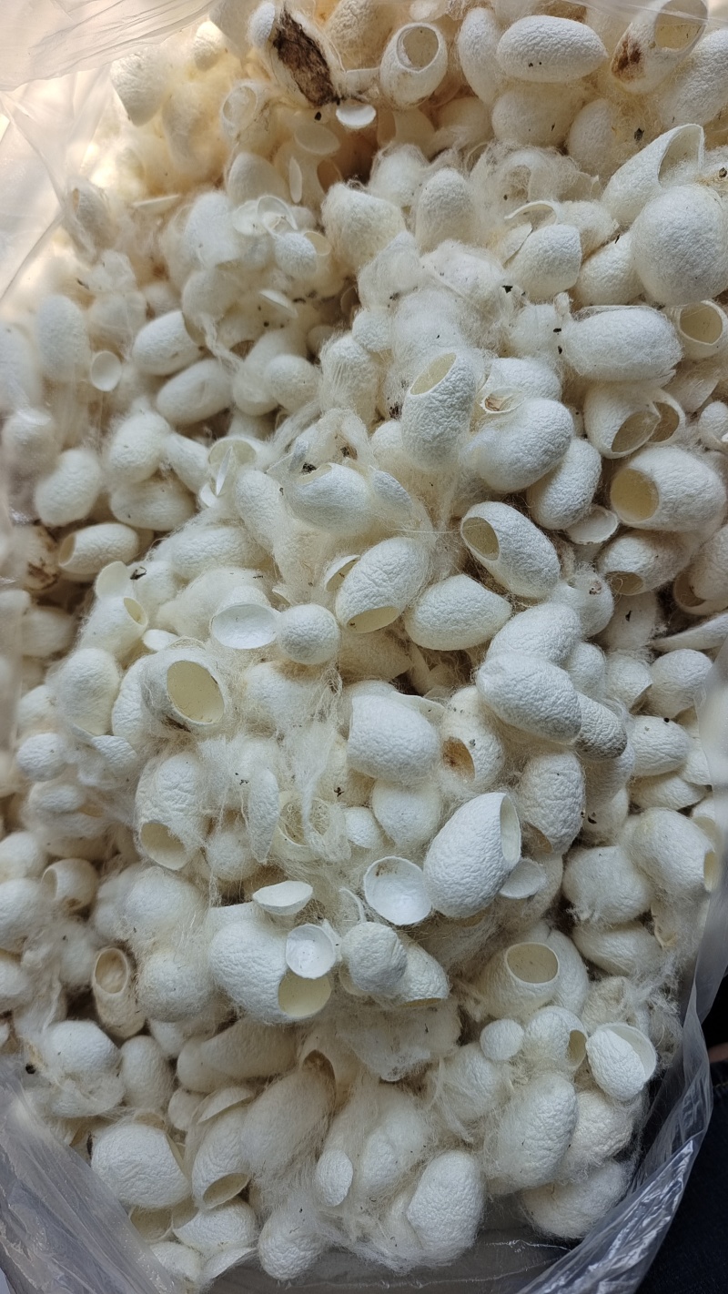 蚕茧蚕衣天然干货无杂质2斤起包邮量大优惠