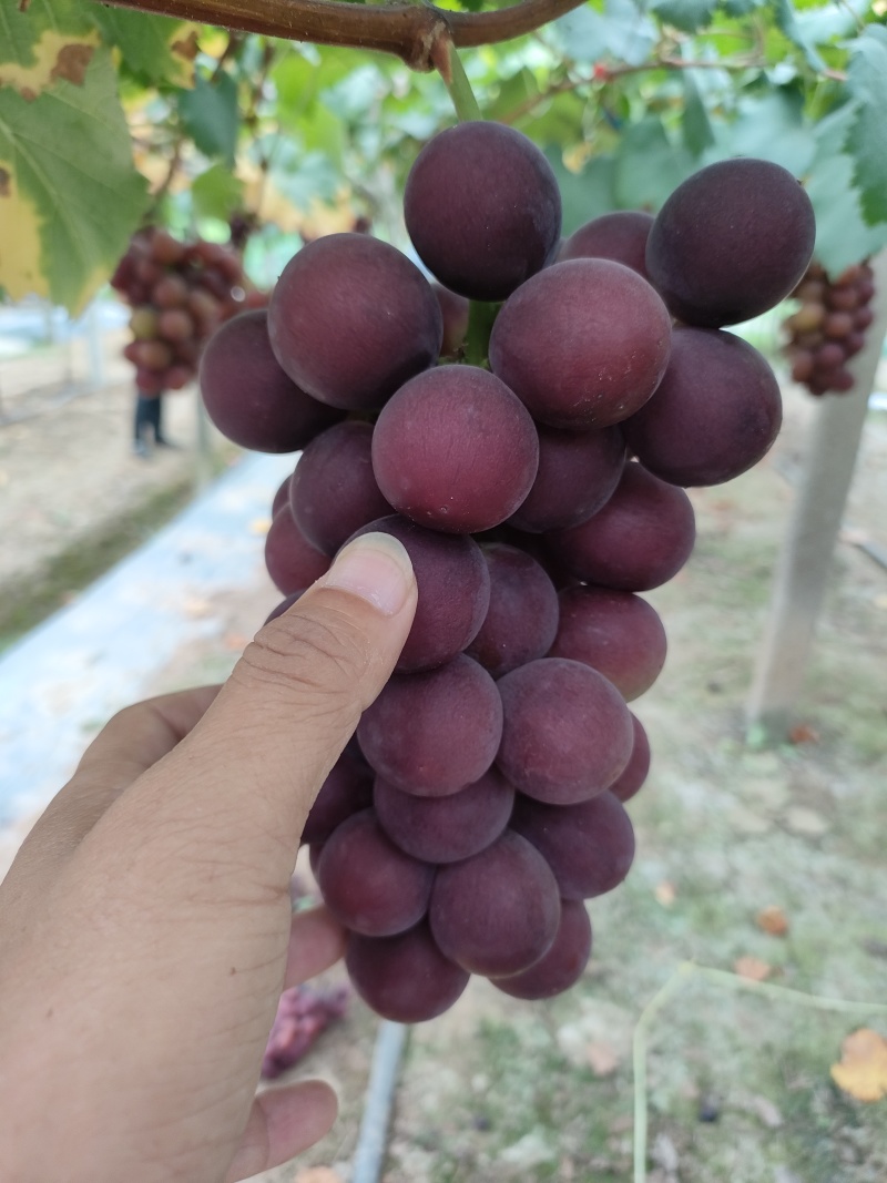浙江巨峰葡萄甬优一号精品，酿酒罐头食品青葡萄，阳光玫