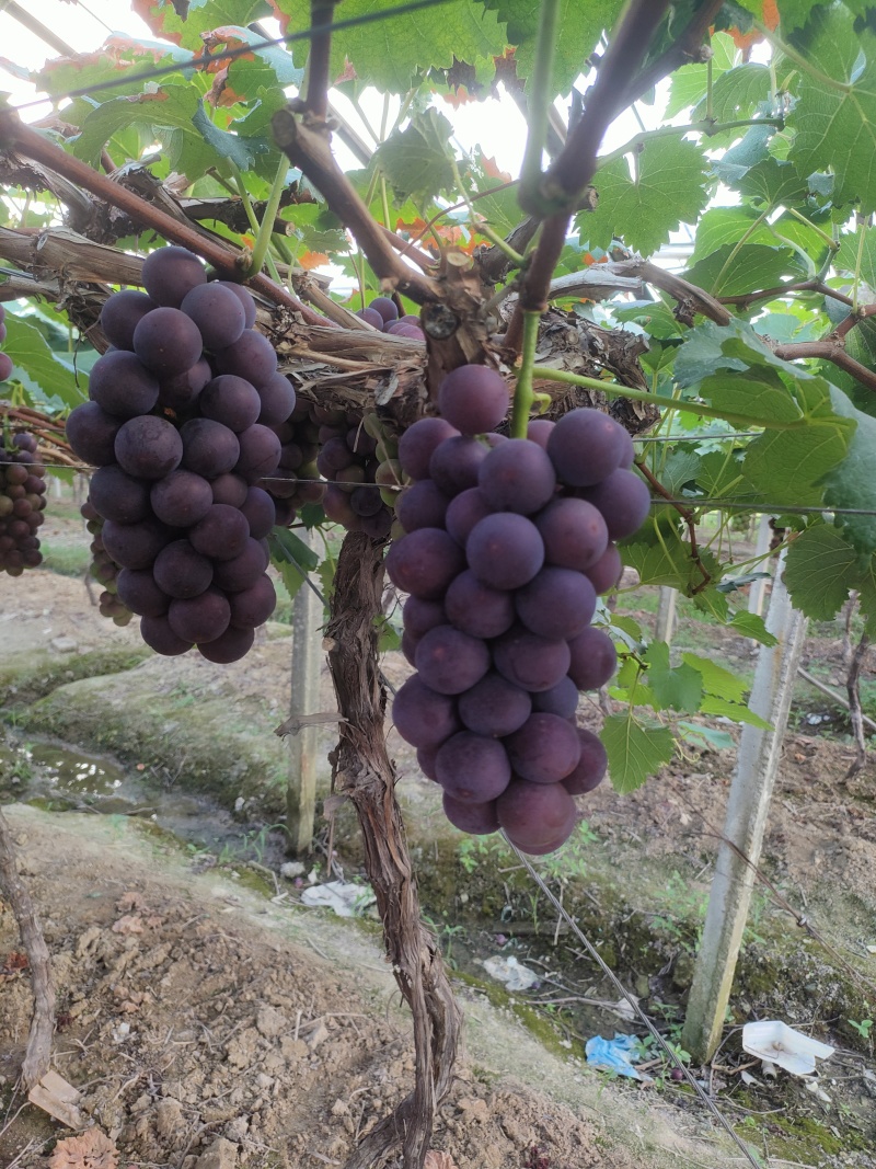 浙江巨峰葡萄甬优一号精品，酿酒罐头食品青葡萄，阳光玫