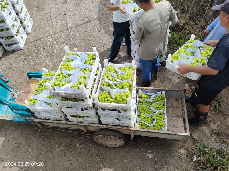 浙江巨峰葡萄甬优一号精品，酿酒罐头食品青葡萄，阳光玫