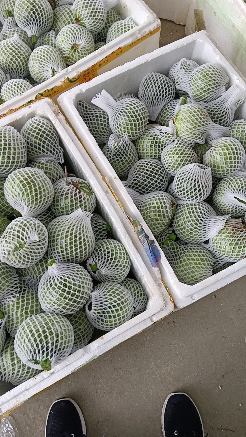 各类精品蔬菜下个月上市