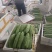 各类精品蔬菜下个月上市