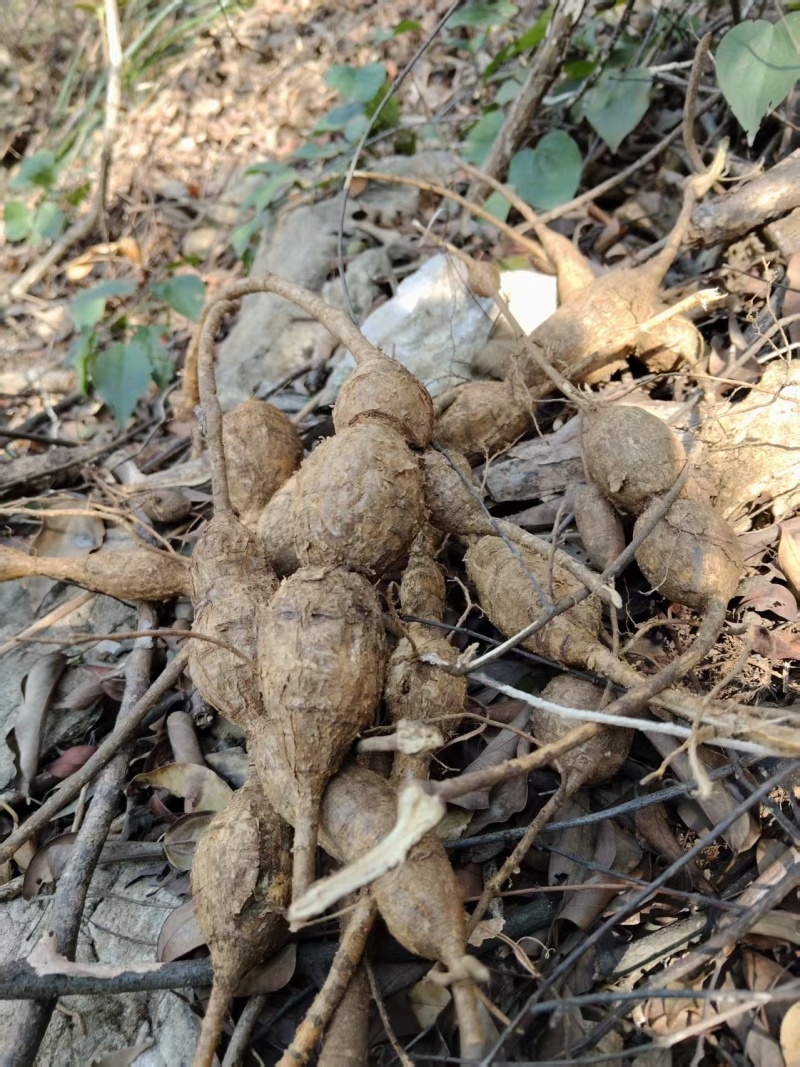 野生石山黑牛(批发零售)