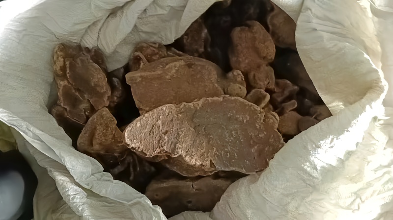 地苦胆