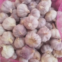 金乡大蒜，基地直发，品质保证，视频看货或实地考察都可