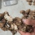 大量出售（粉荤薢）干货