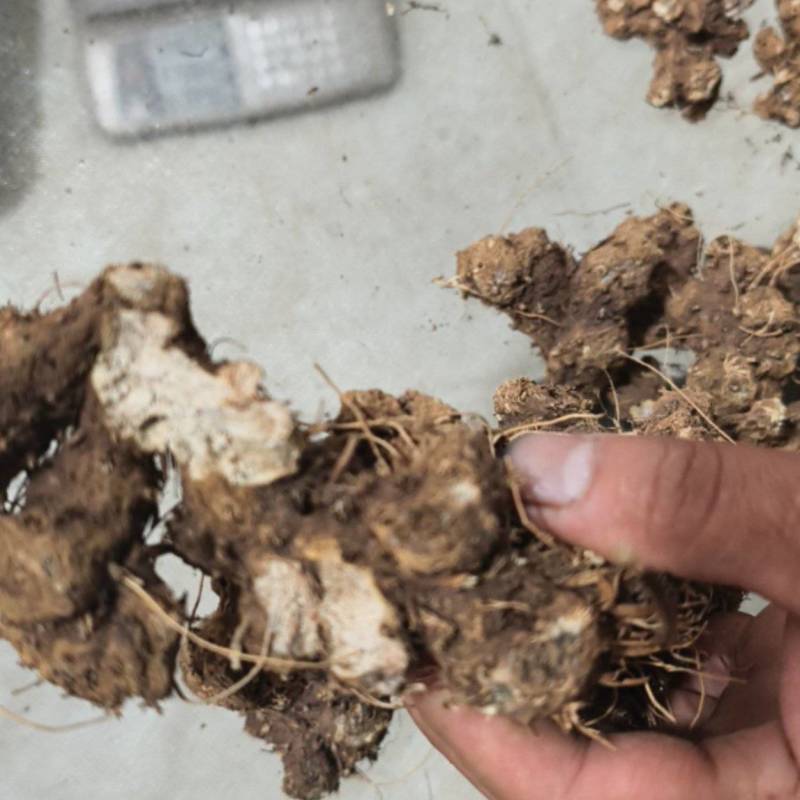 大量出售（粉荤薢）干货