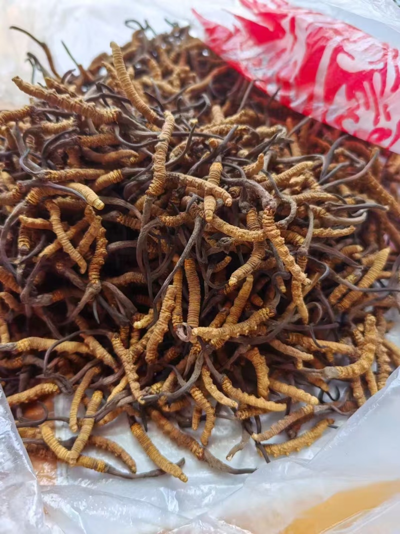 虫草