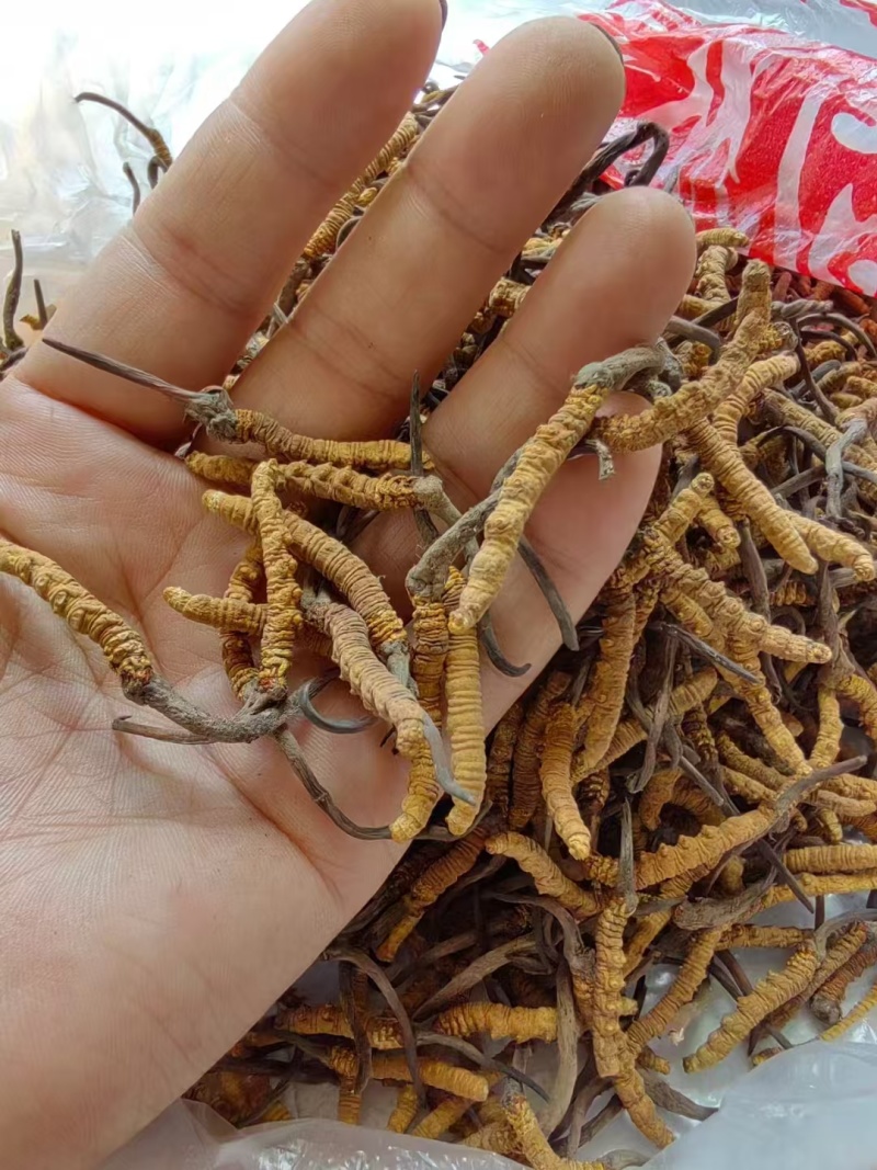 虫草