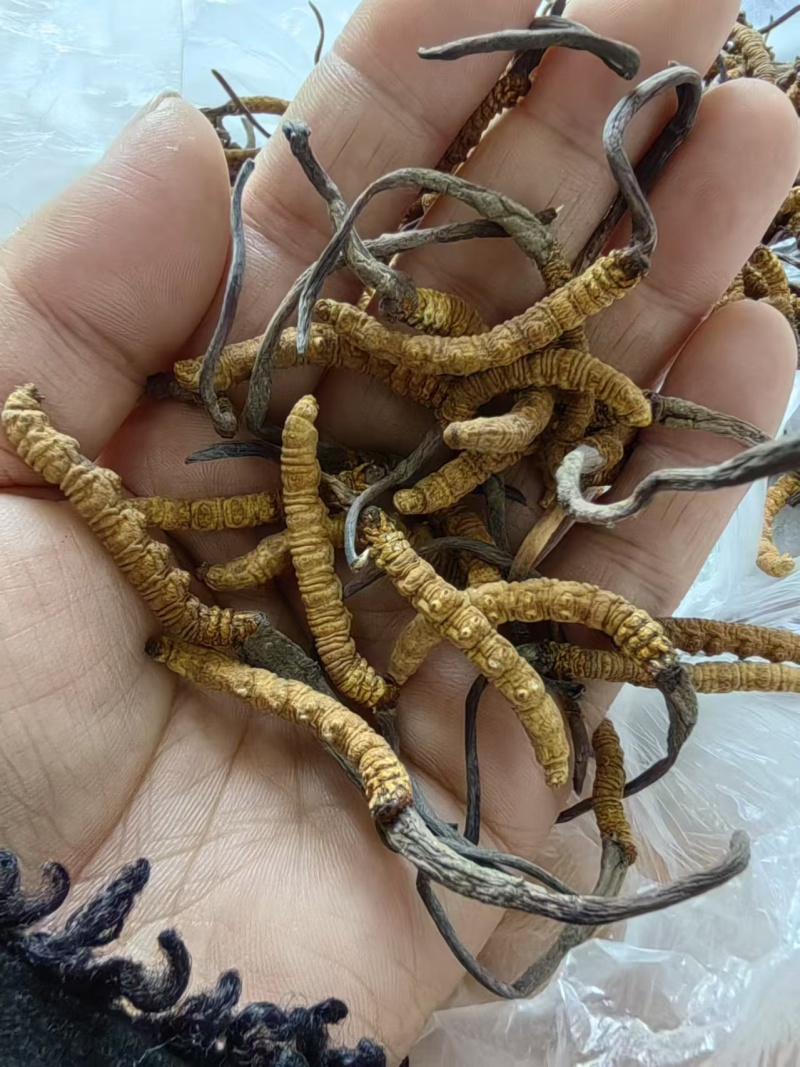 虫草