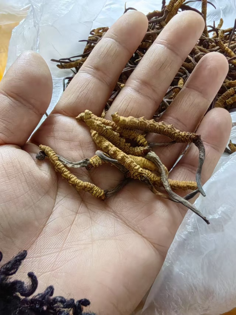 虫草