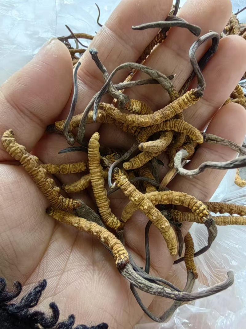 虫草