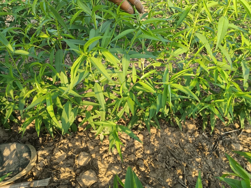 未嫁接毛桃根桩，定接苗，需要定接的老板联系，百亩毛桃苗