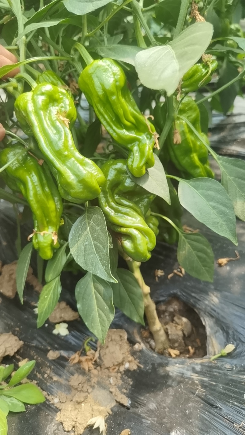 欢迎骚扰***********