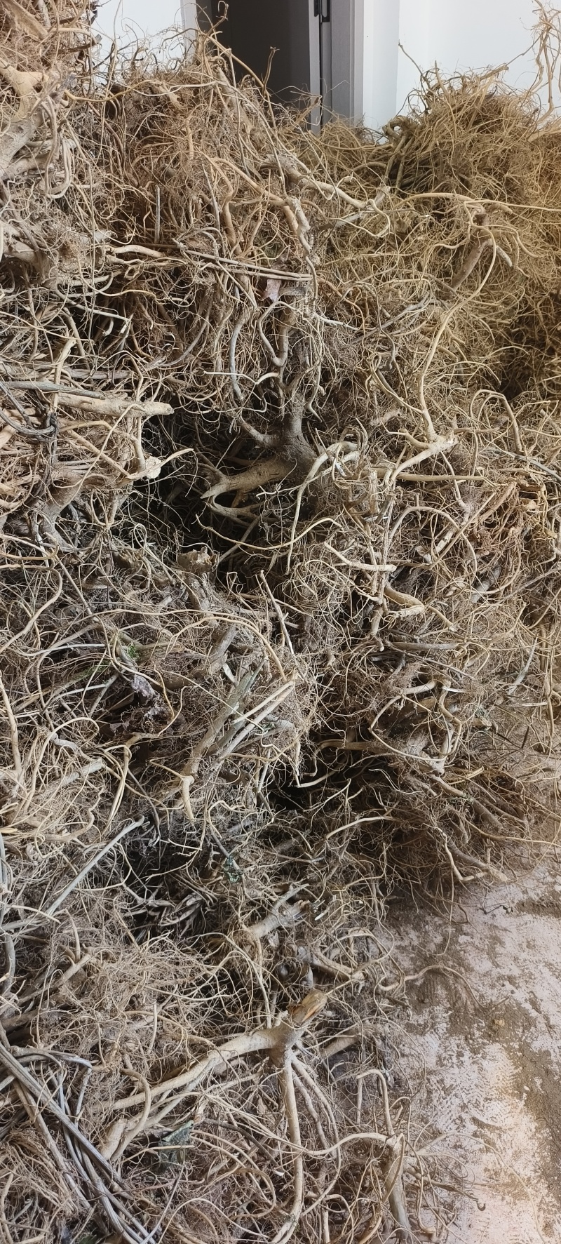 广西野生白花牛奶根牛奶根煲汤材料量大包邮