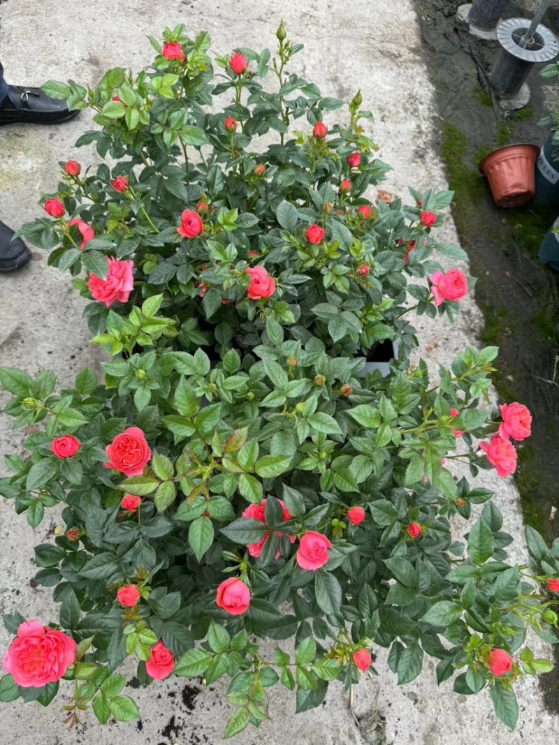 欧洲月季玫瑰花植物盆栽花卉室内外鲜花绿植