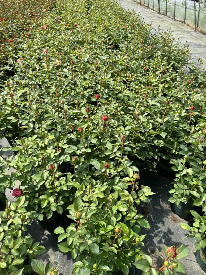 欧洲月季玫瑰花植物盆栽花卉室内外鲜花绿植