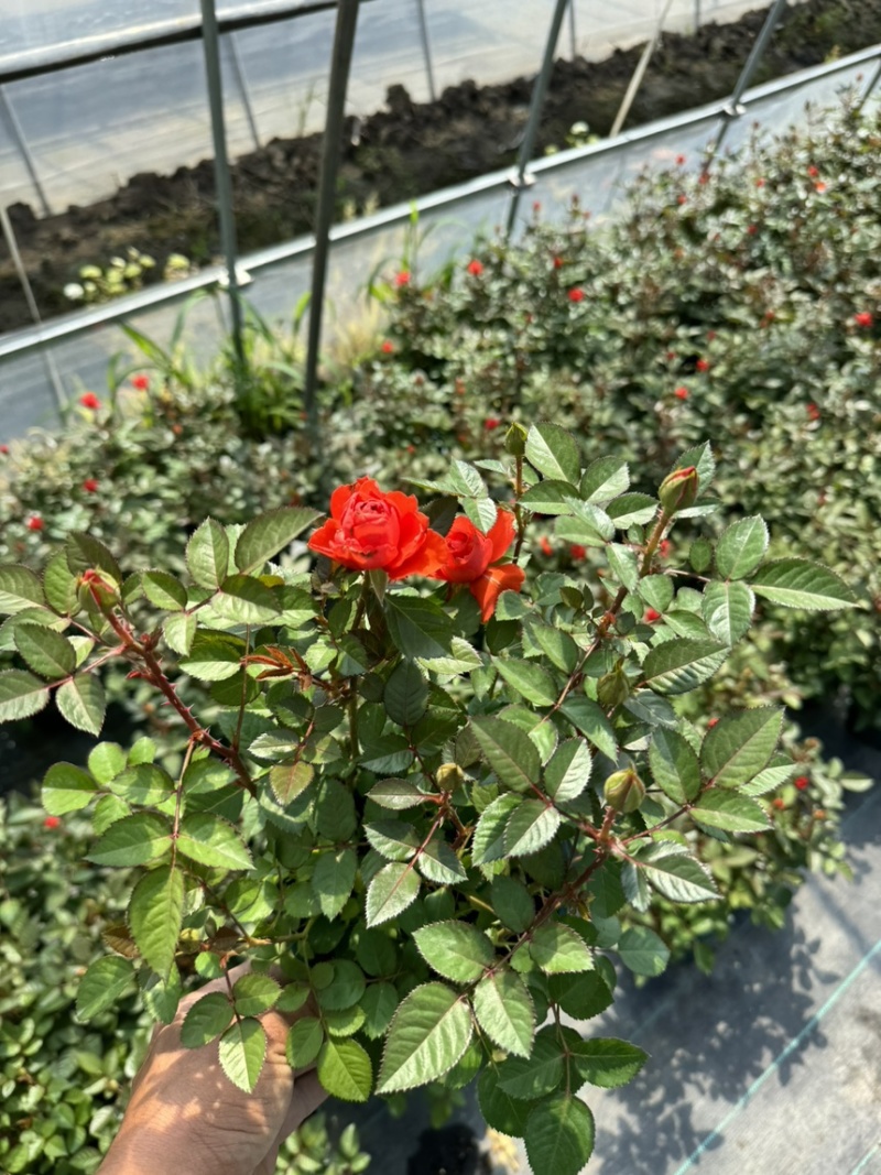 欧洲月季玫瑰花植物盆栽花卉室内外鲜花绿植