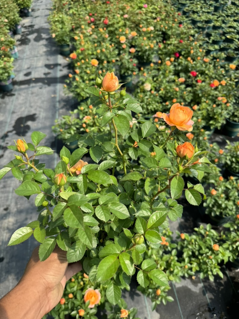 欧洲月季玫瑰花植物盆栽花卉室内外鲜花绿植