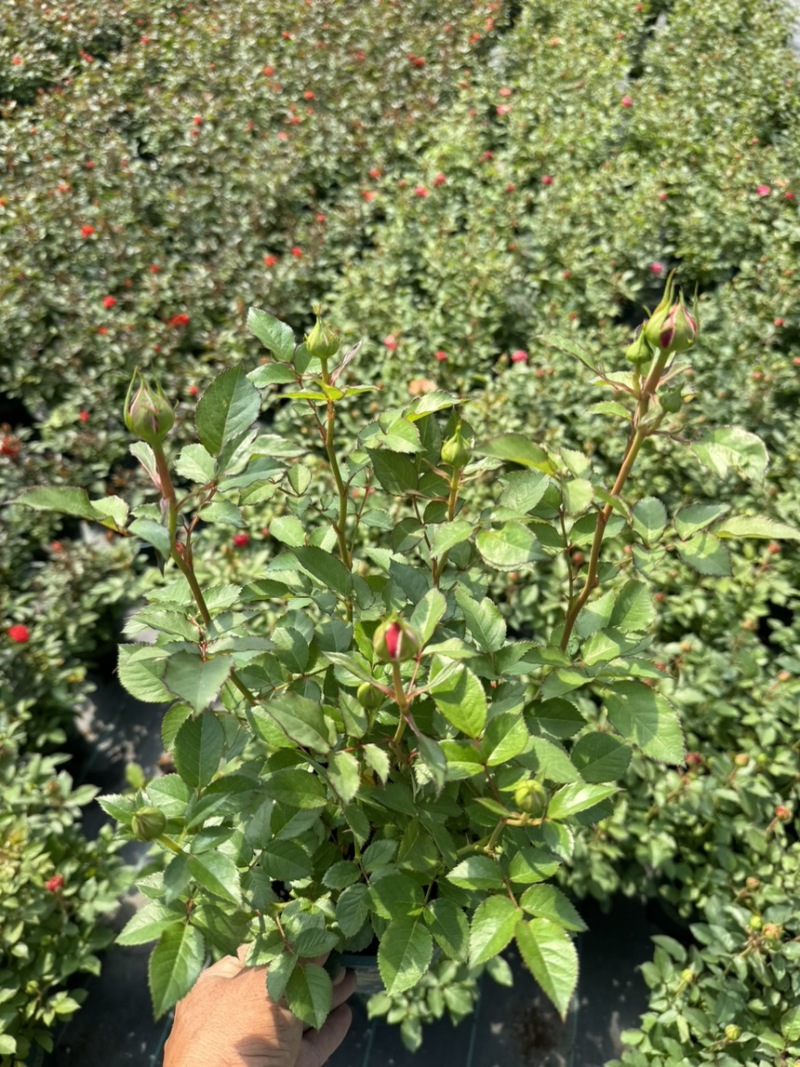欧洲月季玫瑰花植物盆栽花卉室内外鲜花绿植