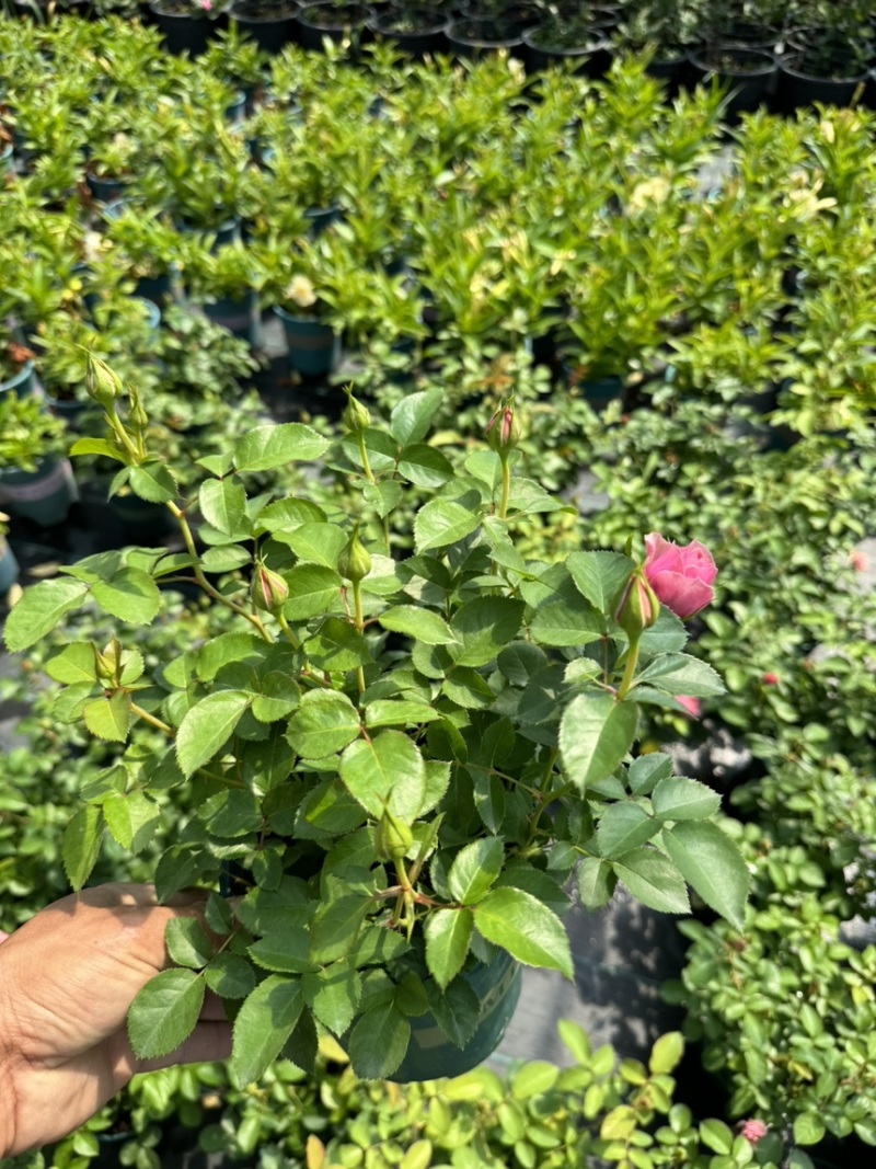 欧洲月季玫瑰花植物盆栽花卉室内外鲜花绿植