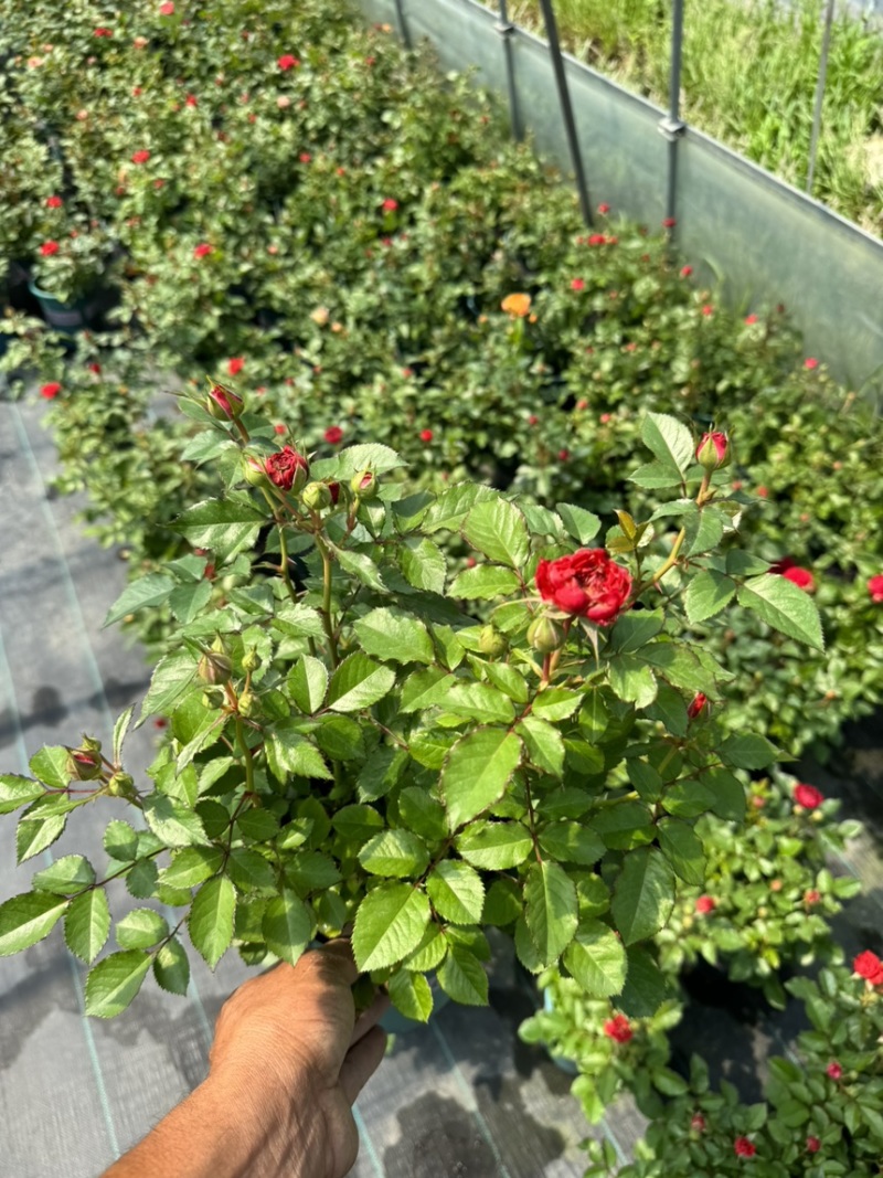 欧洲月季玫瑰花植物盆栽花卉室内外鲜花绿植