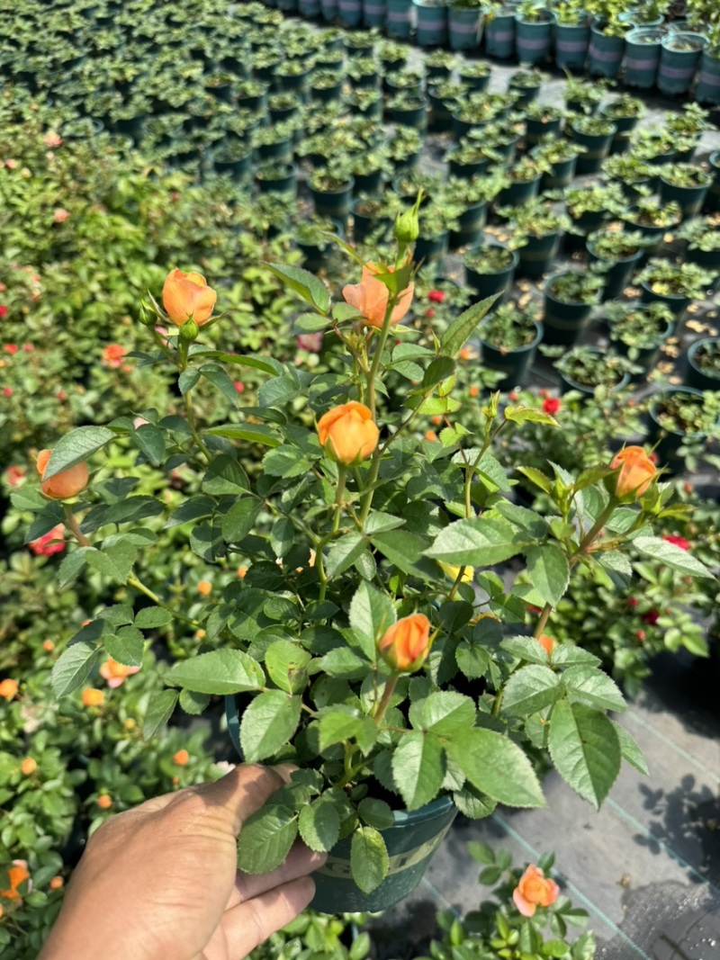 欧洲月季玫瑰花植物盆栽花卉室内外鲜花绿植