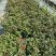 欧洲月季玫瑰花植物盆栽花卉室内外鲜花绿植
