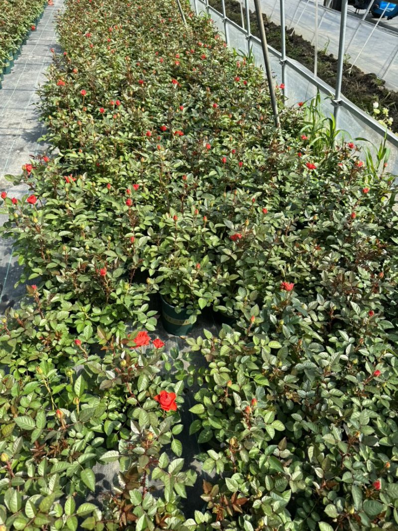 欧洲月季玫瑰花植物盆栽花卉室内外鲜花绿植