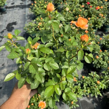 欧洲月季玫瑰花植物盆栽花卉室内外鲜花绿植