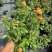 欧洲月季玫瑰花植物盆栽花卉室内外鲜花绿植