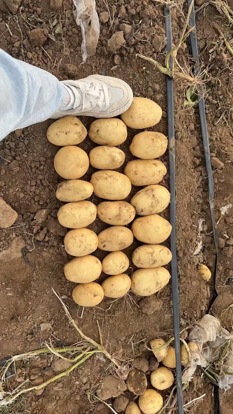 精品沃土5号土豆黄心黄皮3两以上精品一手货源批发品质保证