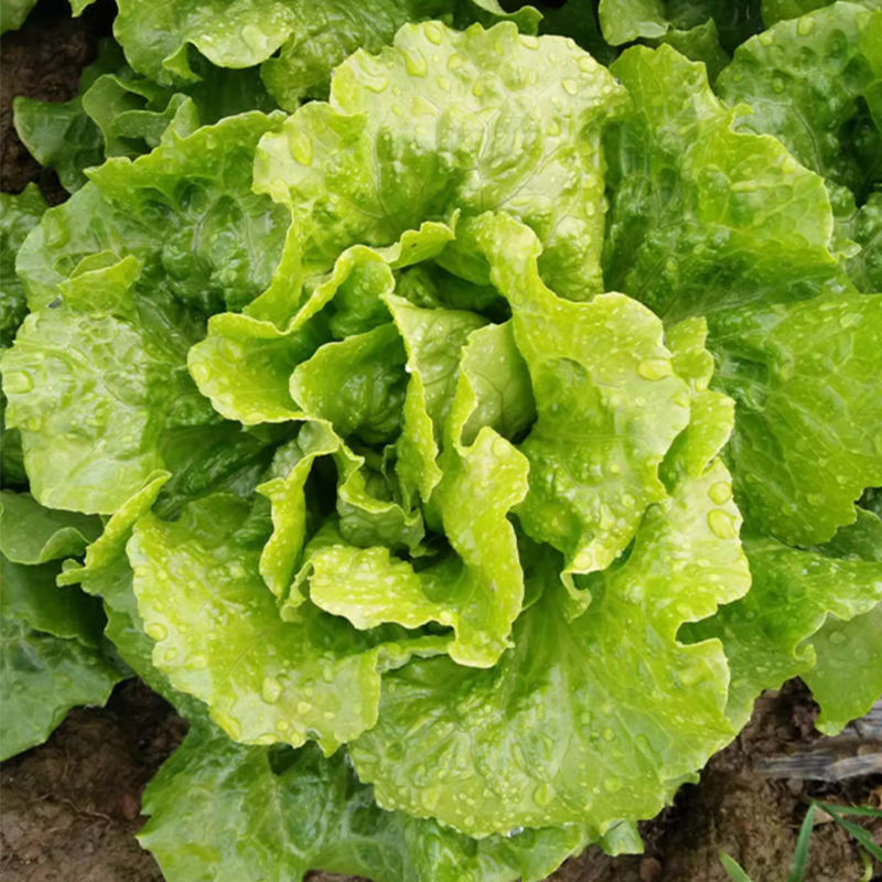 全年耐抽苔生菜种子菜型美观爽脆味美品质好农家四季播种蔬菜