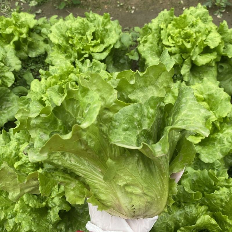 全年耐抽苔生菜种子菜型美观爽脆味美品质好农家四季播种蔬菜